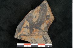 Foto (Detailansicht) von Taeniopteris lomariopsis Ettingshausen (NHMW-GEO-2024-0188-10324)
